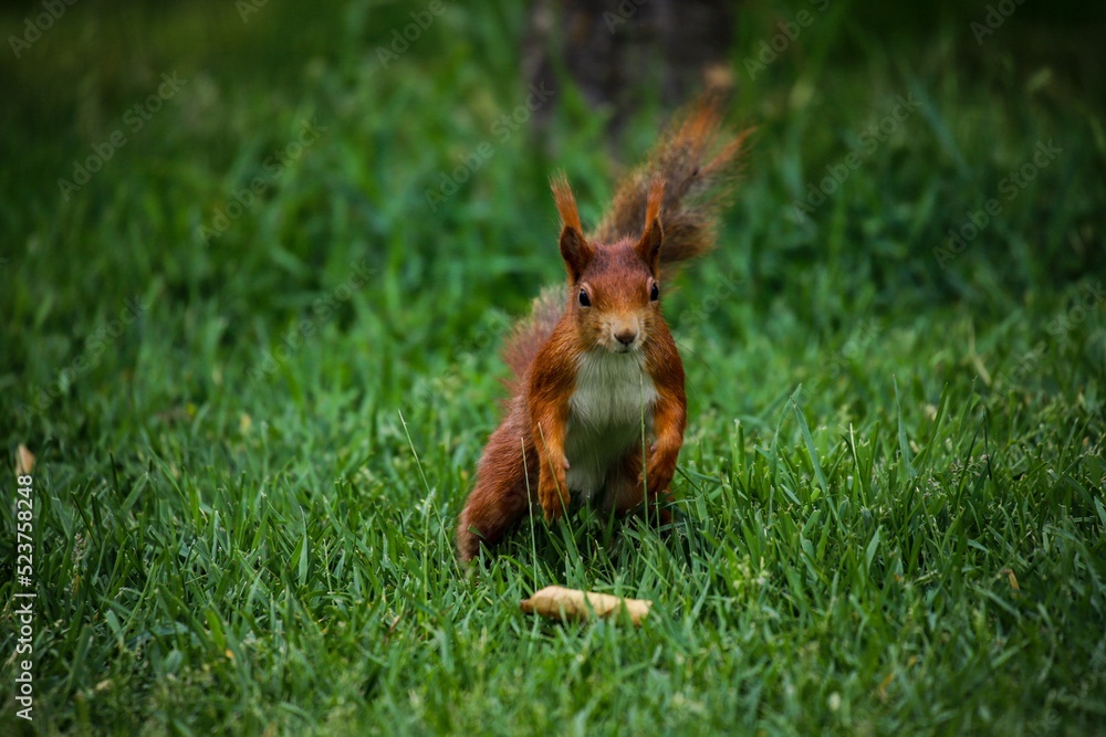 Squirrel ready to jump Squirrel ready to jump