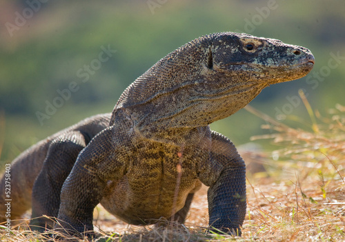 Komodo dragon is on the ground. Indonesia. Komodo National Park.