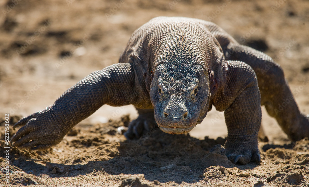 Komodo dragon is on the ground. Indonesia. Komodo National Park. Komodo dragon is on the ground. Indonesia. Komodo National Park.