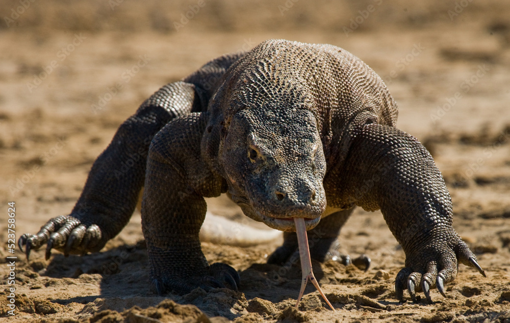 Komodo dragon is on the ground. Indonesia. Komodo National Park. Komodo dragon is on the ground. Indonesia. Komodo National Park.