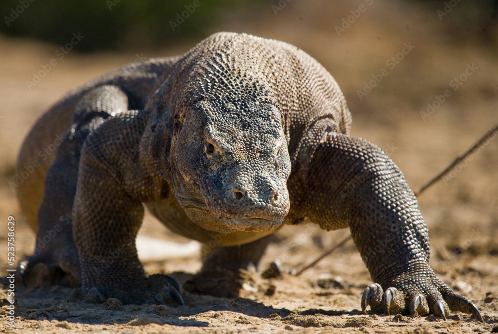 Obraz premium Komodo dragon is on the ground. Indonesia. Komodo National Park.
