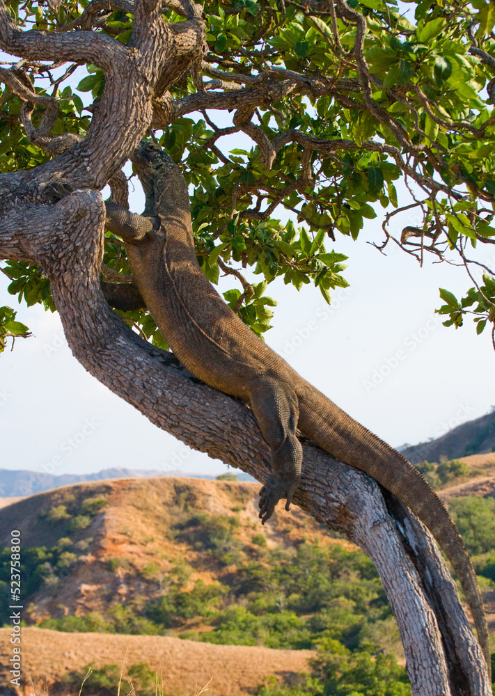 Komodo dragon is climbing up a tree. Indonesia. Komodo National Park. Komodo dragon is climbing up a tree. Indonesia. Komodo National Park.