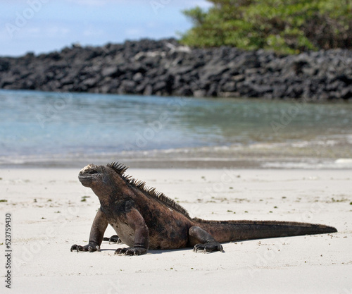 Marine iguana  Amblyrhynchus cristatus  is sitting on the white sand. Galapagos Islands. Pacific Ocean. Ecuador.