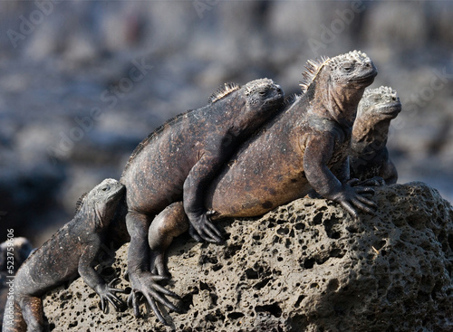 Marine iguanas (Amblyrhynchus cristatus) are sitting on rocks. Galapagos Islands. Pacific Ocean. Ecuador.