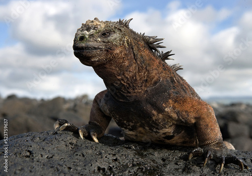 Marine iguana  Amblyrhynchus cristatus  is sitting on the rocks. Galapagos Islands. Pacific Ocean. Ecuador.