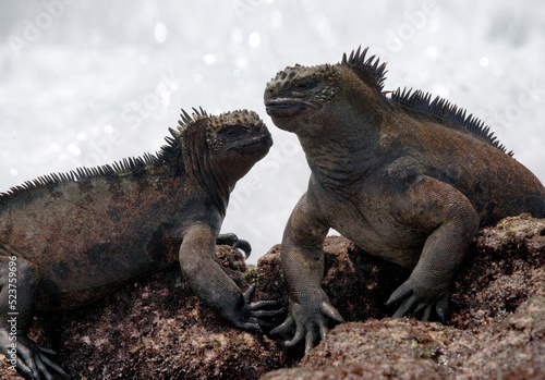 Two marine iguanas  Amblyrhynchus cristatus  are sitting on the rocks against the backdrop of the surf. Galapagos Islands. Pacific Ocean. Ecuador.