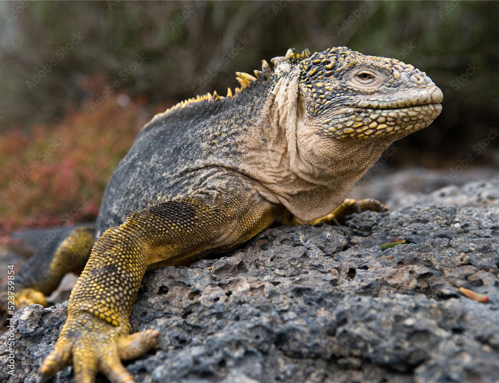 Galapagos land iguana (Conolophus subcristatus) is sitting on the rocks. Galapagos Islands. Pacific Ocean. Ecuador. Galapagos land iguana (Conolophus subcristatus) is sitting on the rocks. Galapagos Islands. Pacific Ocean. Ecuador.