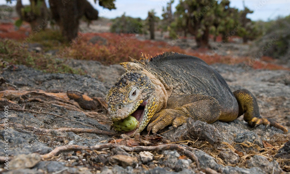 Obraz premium Galapagos land iguana (Conolophus subcristatus) is eating cactus. Galapagos Islands. Pacific Ocean. Ecuador.