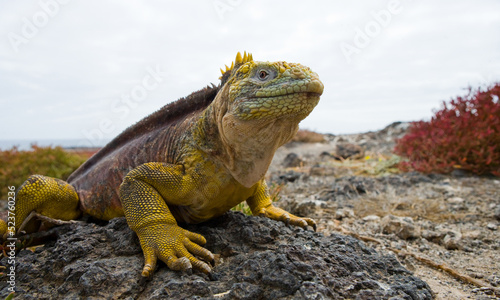 Galapagos land iguana  Conolophus subcristatus  is sitting on the rocks. Galapagos Islands. Pacific Ocean. Ecuador.