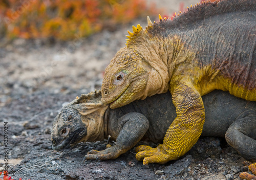 Two Galapagos land iguanas  Conolophus subcristatus  are making love. Galapagos Islands. Pacific Ocean. Ecuador.