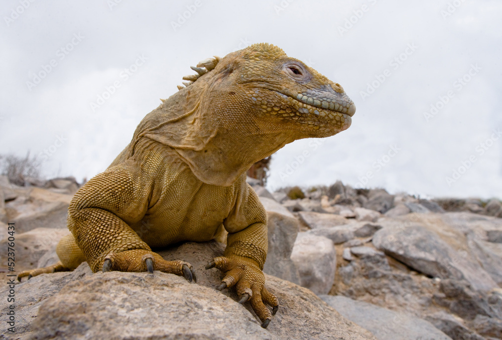 Galapagos land iguana (Conolophus subcristatus) is sitting on the rocks. The Galapagos Islands. Pacific Ocean. Ecuador.