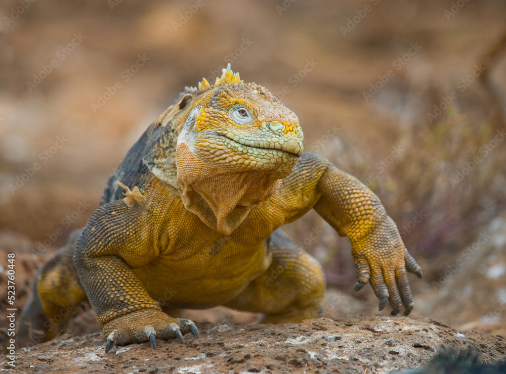 Galapagos land iguana (Conolophus subcristatus) is sitting on the rocks. The Galapagos Islands. Pacific Ocean. Ecuador. Galapagos land iguana (Conolophus subcristatus) is sitting on the rocks. The Galapagos Islands. Pacific Ocean. Ecuador.