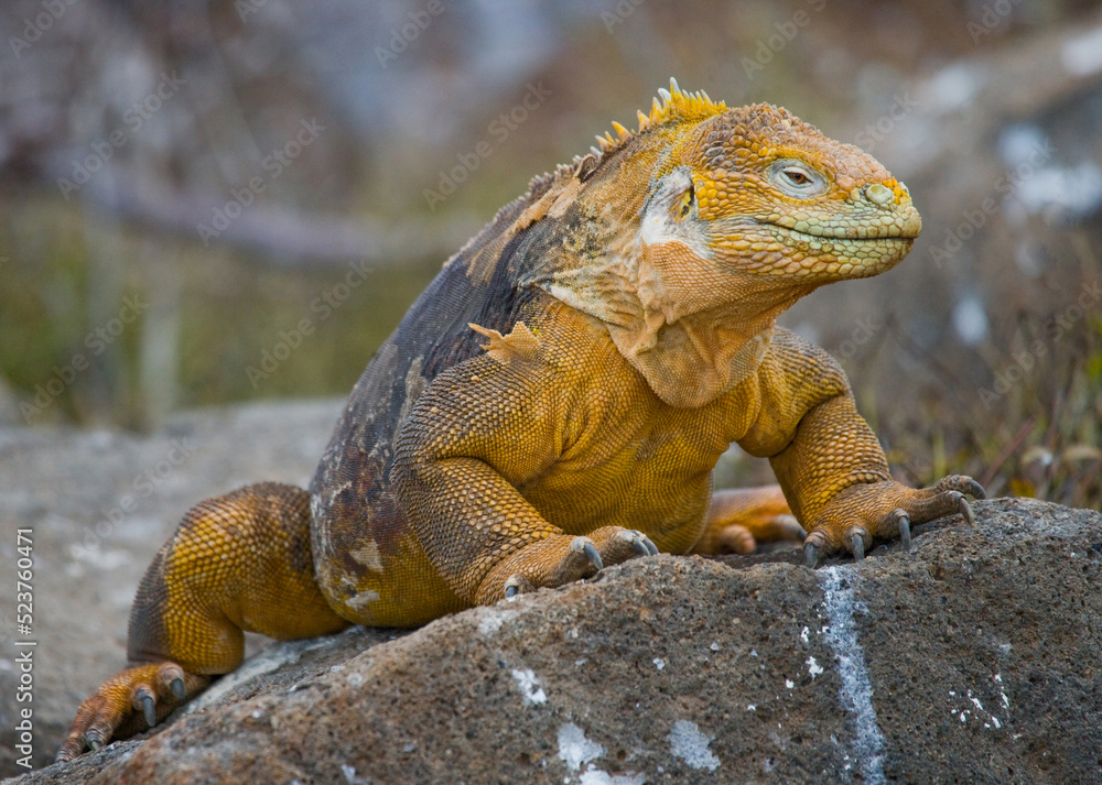 Fototapeta premium Galapagos land iguana (Conolophus subcristatus) is sitting on the rocks. The Galapagos Islands. Pacific Ocean. Ecuador.