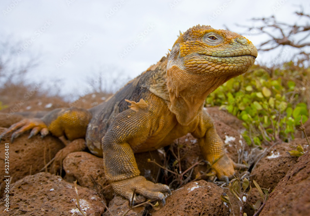 Fototapeta premium Galapagos land iguana (Conolophus subcristatus) is sitting on the rocks. The Galapagos Islands. Pacific Ocean. Ecuador.