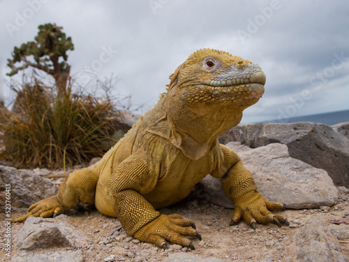 Galapagos land iguana  Conolophus subcristatus  is sitting on the rocks. The Galapagos Islands. Pacific Ocean. Ecuador.