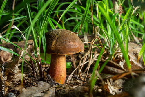 Boletus erythopus or Neoboletus luridiformis mushroom in the forest growing on green grass and wet ground natural in autumn season. Boletus luridiformis is edible mushroom after longer cooking