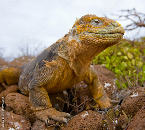 Galapagos land iguana  Conolophus subcristatus  is sitting on the rocks. The Galapagos Islands. Pacific Ocean. Ecuador.