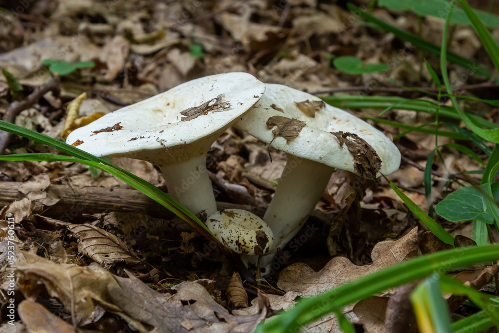 Flat cap store mushrooms