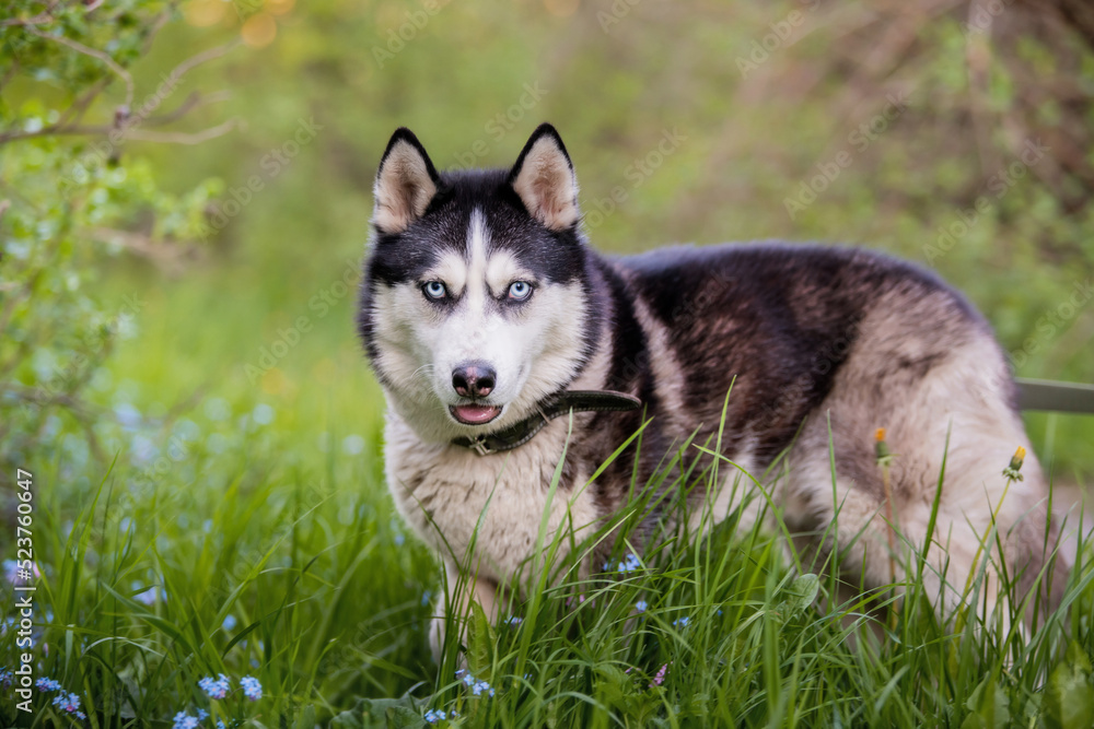 Black and white siberian husky is standing. Happy dog on the natural landscape. Blue eyes. Black and white siberian husky is standing. Happy dog on the natural landscape. Blue eyes.