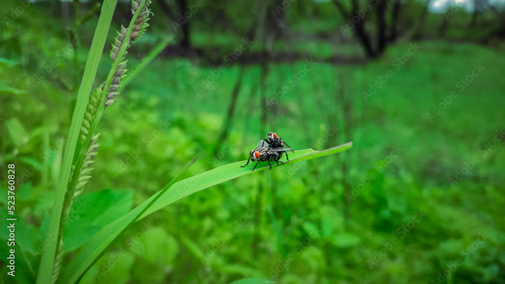Two flies mating on a green leaf Two flies mating on a green leaf