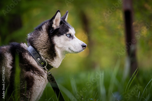 Black and white siberian husky is standing. Happy dog on the natural landscape. Blue eyes.