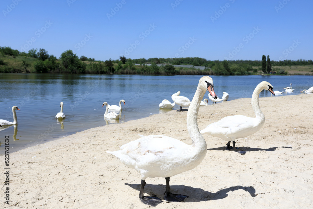 Obraz premium Swans on beach of pond