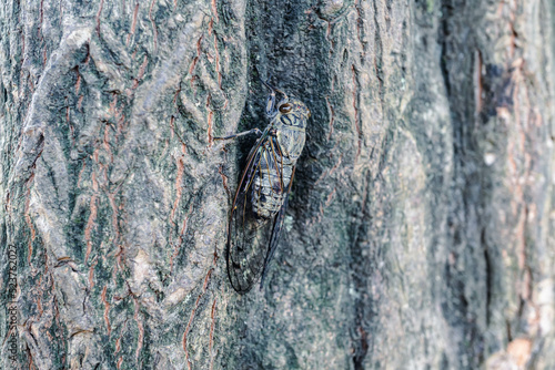 close up of cicada (Meimuna opalifera) photo