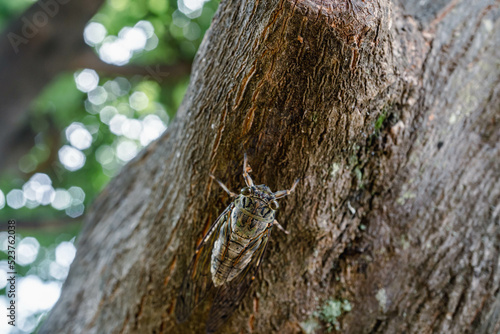 close up of cicada (Meimuna opalifera) photo