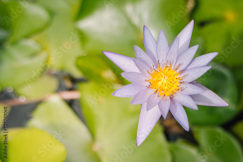 This beautiful waterlily or lotus flower is complimented by the rich colors of the deep blue water surface. Saturated colors and vibrant detail make this an almost surreal image.