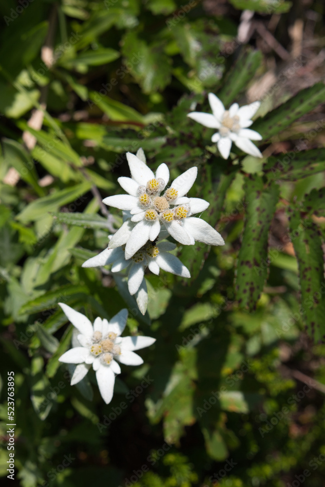 White Japanese Edelweiss flowers in bloom White Japanese Edelweiss flowers in bloom
