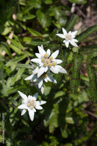 White Japanese Edelweiss flowers in bloom