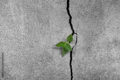 Young plant growing through cracked wall