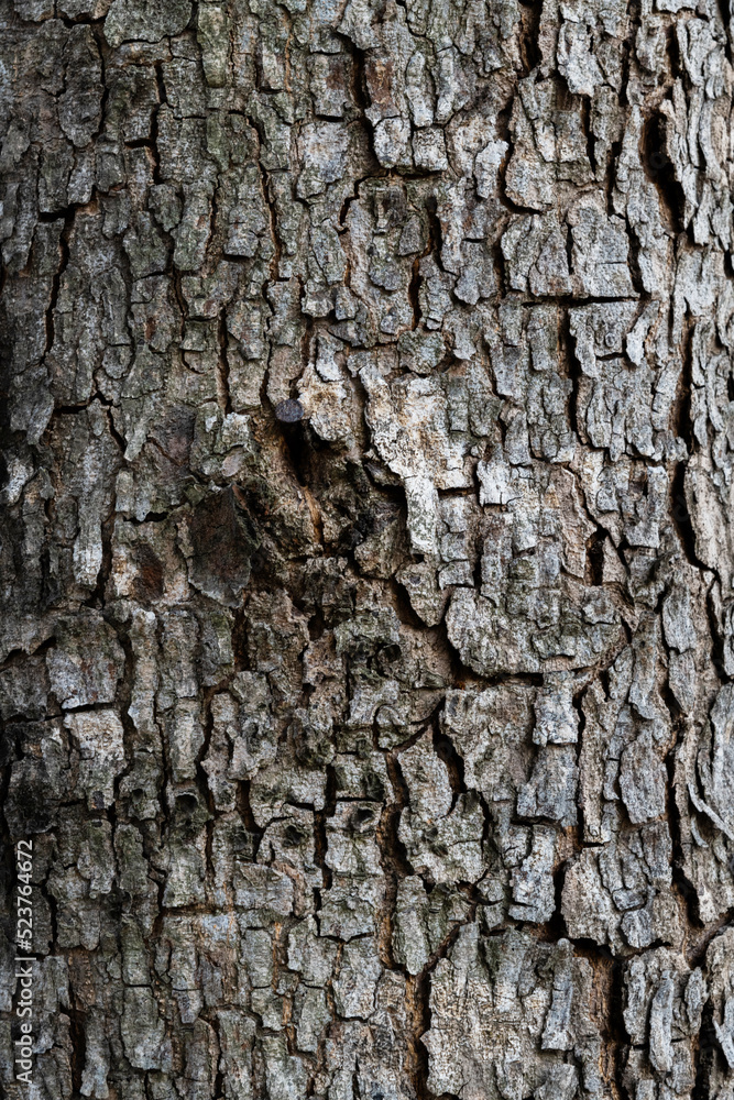Fototapeta premium Background of tree bark texture