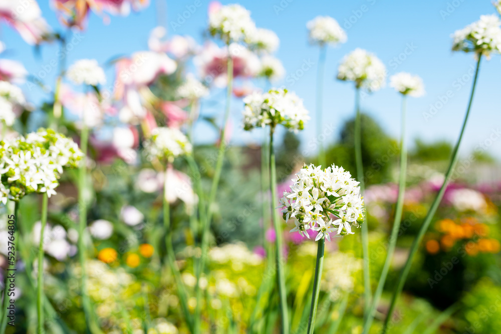 decorative bow flower. Allium sphaerocephalon decorative bow flower. Allium sphaerocephalon