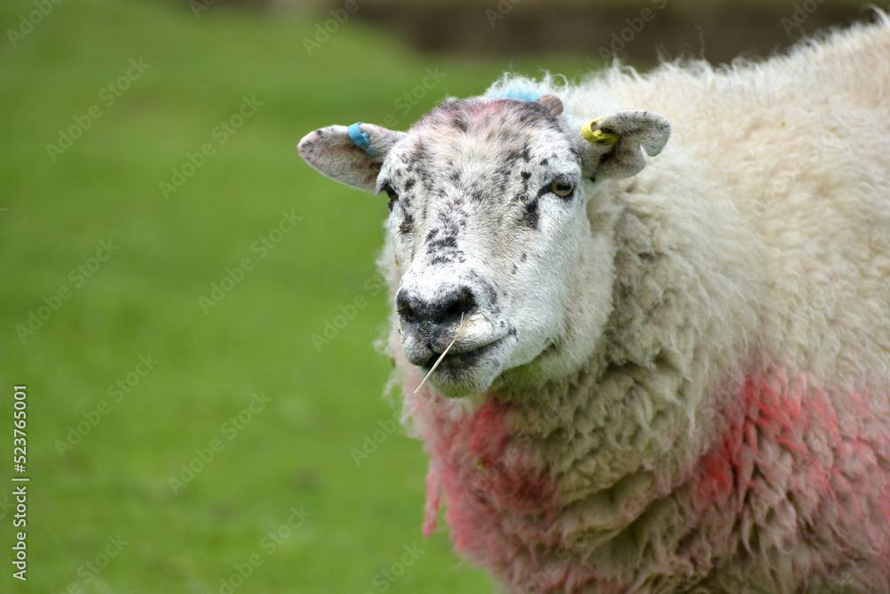 Sheep in Wharfedale in Yorkshire Dales