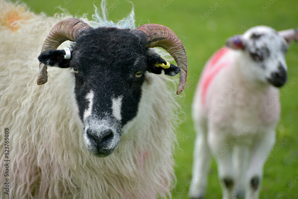 Sheep in Wharfedale in Yorkshire Dales Sheep in Wharfedale in Yorkshire Dales