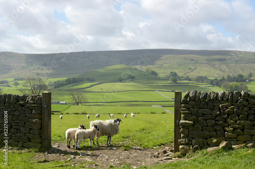 Sheep in Wharfedale in Yorkshire Dales