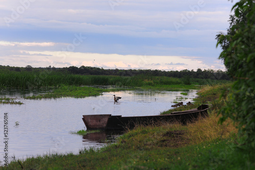 Retro style idyll summer countryside landscape by the river. Old wooden boat and duck spread wings in the water. Traditional village by Biebrza river in evening light with beautiful wild green nature