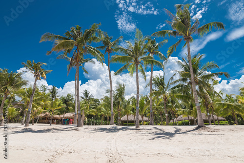 Tall coconut trees front a private resort at Dumaluan Beach, Panglao, Bohol, Philippines. photo