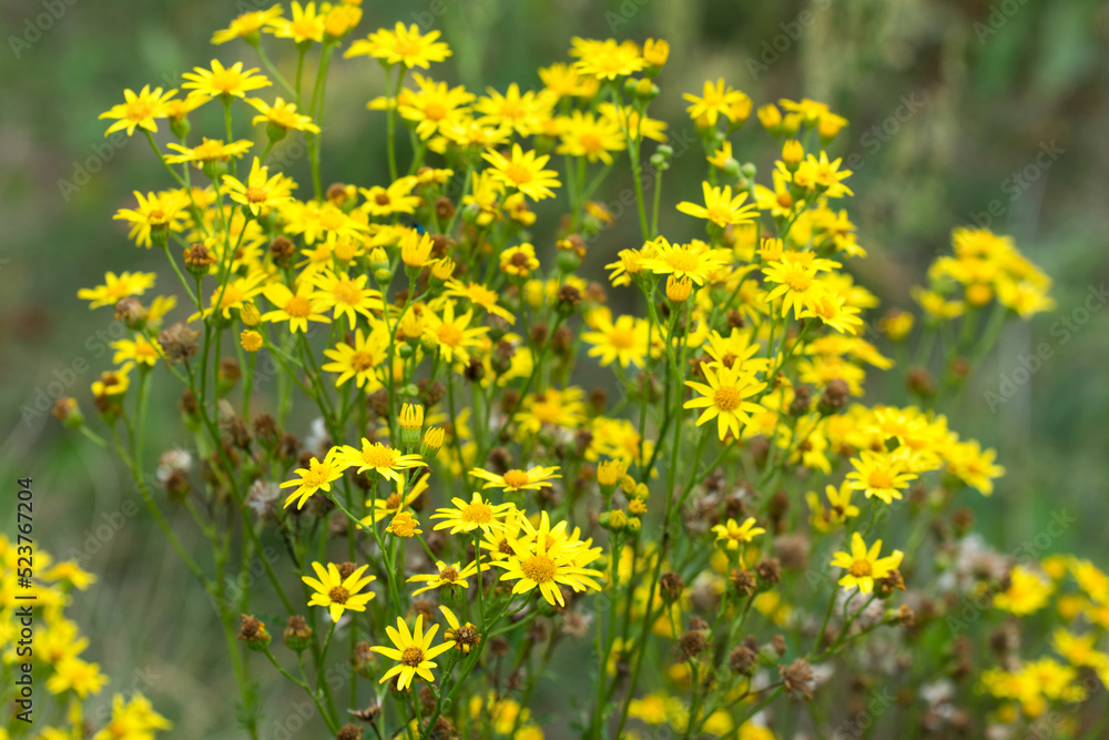 Obraz premium Sedum acre, goldmoss stonecrop flowers closeup selective focus