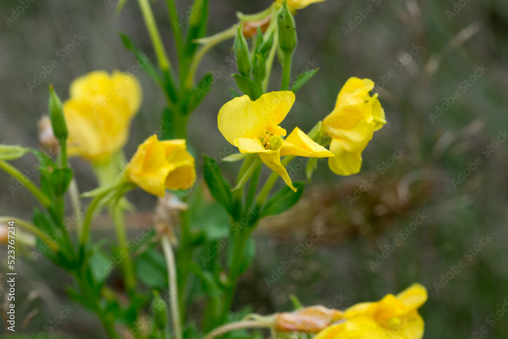 Oenothera biennis, common evening-primrose flowers closeup selective focus Oenothera biennis, common evening-primrose flowers closeup selective focus