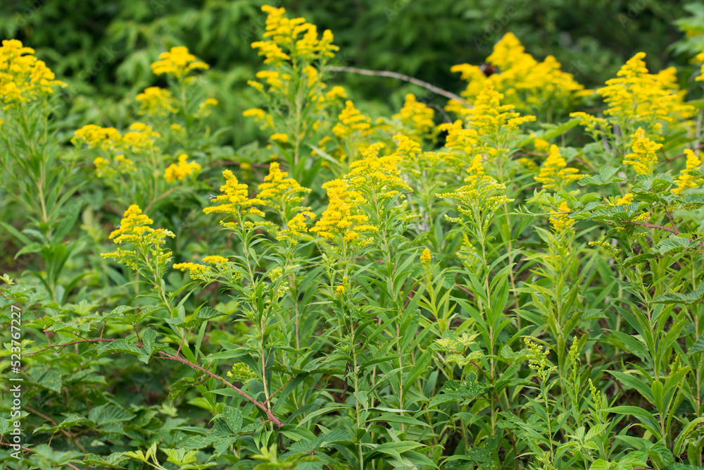 Solidago canadensis, Canada goldenrod yellow flowers closeup selective focus Solidago canadensis, Canada goldenrod yellow flowers closeup selective focus