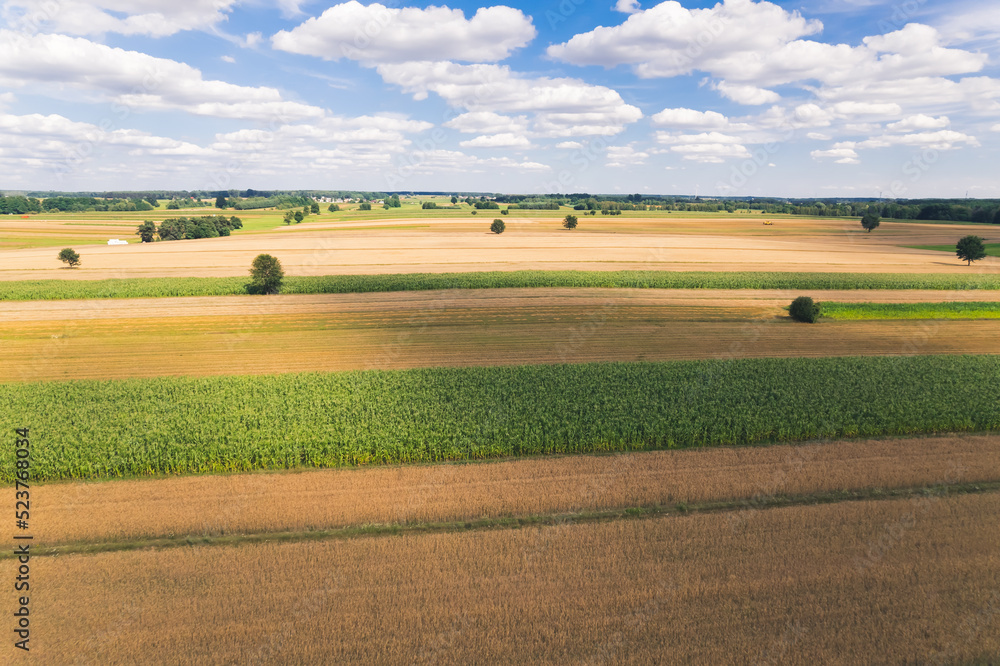 ascending view of the corn field, sunny day, good crop. High quality photo ascending view of the corn field, sunny day, good crop. High quality photo
