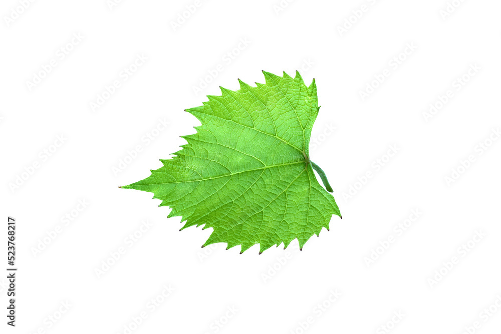 Grape leaf isolated on white background. Winemaking and agriculture concept. File contains clipping. . High quality photo Grape leaf isolated on white background. Winemaking and agriculture concept. File contains clipping. . High quality photo