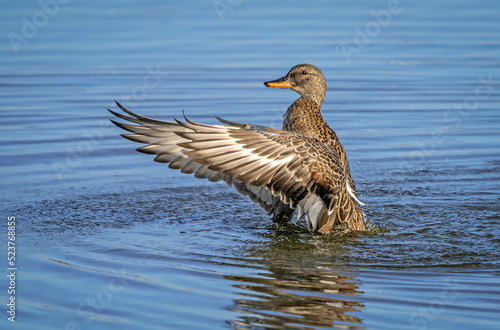 Gadwall Duck photo