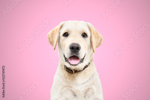Portrait of a cute labrador puppy on a pink background