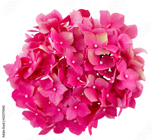  inflorescence of pink hydrangea isolated on transparent background with white