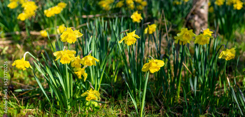 Daffodil's © photoseller92