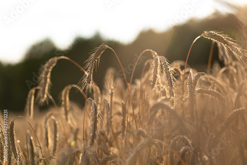 wheat field in the sun closeup rye summer countryside