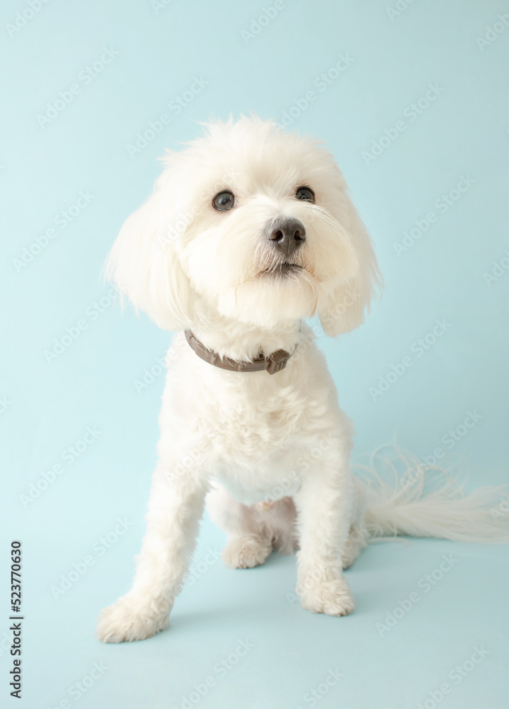 Fototapeta premium Cute white maltese dog posing on blue background.